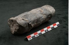 Foto (Seitenansicht) von Calamites communis Ettingshausen (NHMW-GEO-2024-0188-10963)